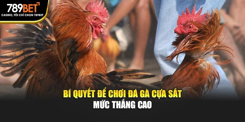 Bí quyết để chơi đá gà cựa sắt mức thắng cao