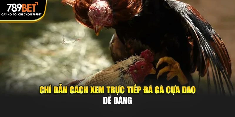 Chỉ dẫn cách xem trực tiếp đá gà cựa dao dễ dàng