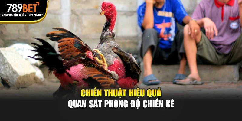 Chiến thuật hiệu quả quan sát phong độ chiến kê
