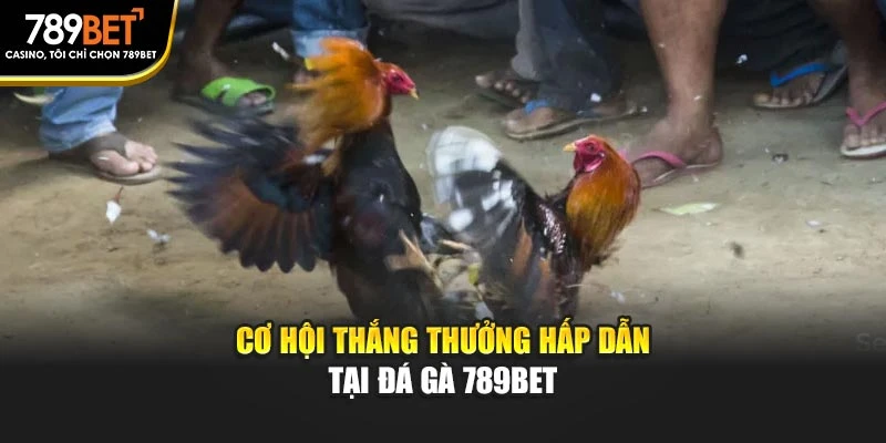 Cơ hội thắng thưởng hấp dẫn tại Đá gà 789BET