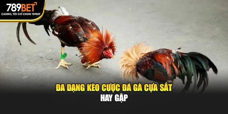 Đa dạng kèo cược đá gà cựa sắt hay gặp