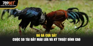 Đá Gà Cựa Sắt – Cuộc So Tài Đầy Máu Lửa Và Kỹ Thuật Đỉnh Cao