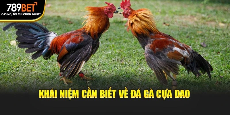 Khái niệm cần biết về đá gà cựa dao