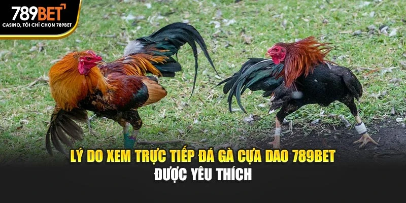 Lý do xem trực tiếp đá gà cựa dao 789BET được yêu thích