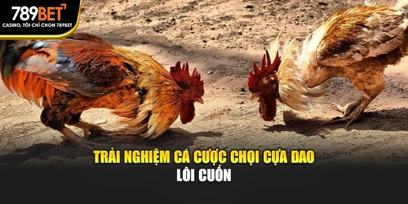 Trải nghiệm cá cược chọi cựa dao lôi cuốn