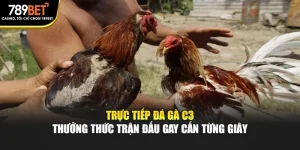 Trực Tiếp Đá Gà C3 – Thưởng Thức Trận Đấu Gay Cấn Từng Giây