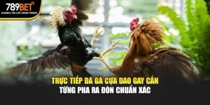 Trực Tiếp Đá Gà Cựa Dao Gay Cấn Từng Pha Ra Đòn Chuẩn Xác