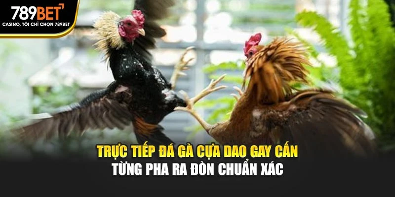 Trực Tiếp Đá Gà Cựa Dao Gay Cấn Từng Pha Ra Đòn Chuẩn Xác