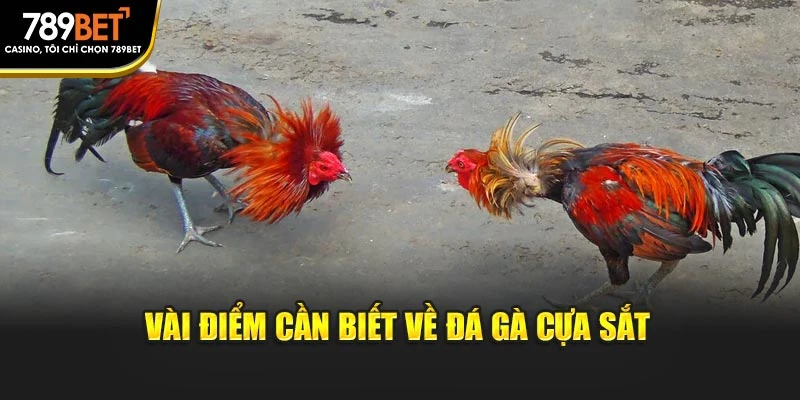 Vài điểm cần biết về đá gà cựa sắt
